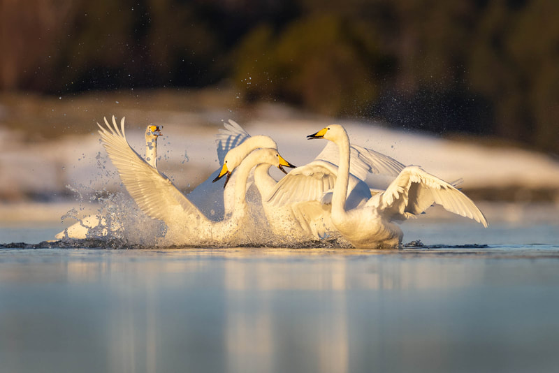 Dramatic Whooper swan fight I witnessed in spring in Helsinki.