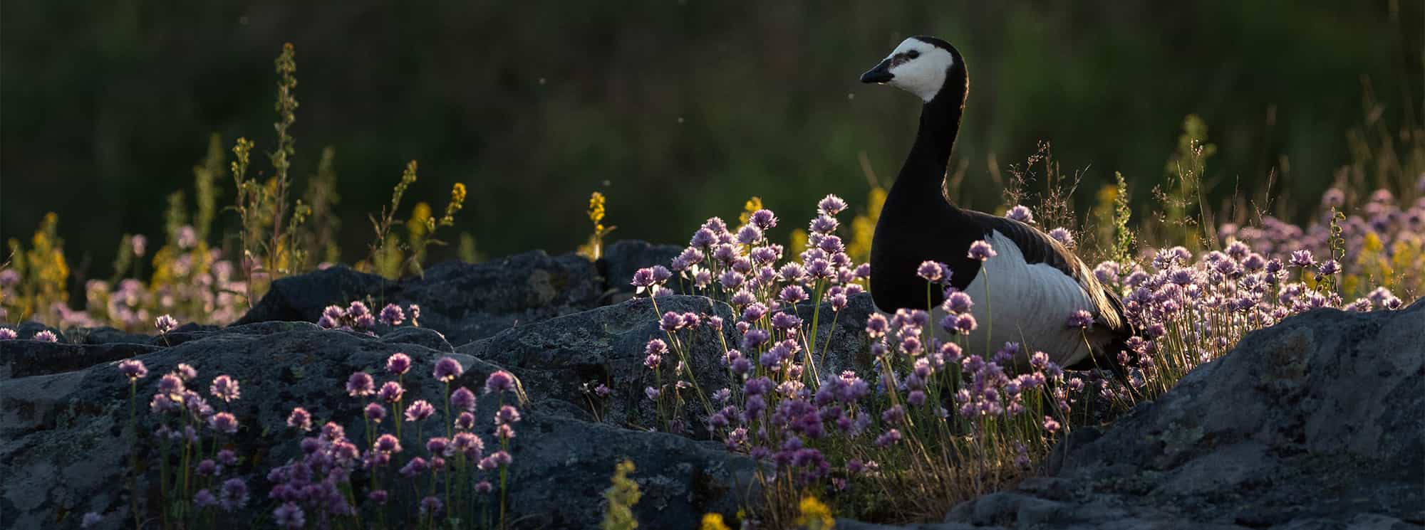 A Barnacle goose among purple flowers, in Suomenlinna