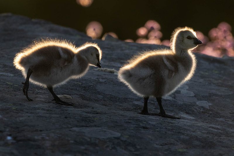 Two baby Barnacle goose in backlight, showing all the fluffy down they wear.