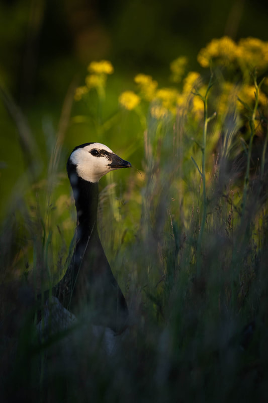 Barnacle goose peeking through some tall grass in Suomenlinna.
