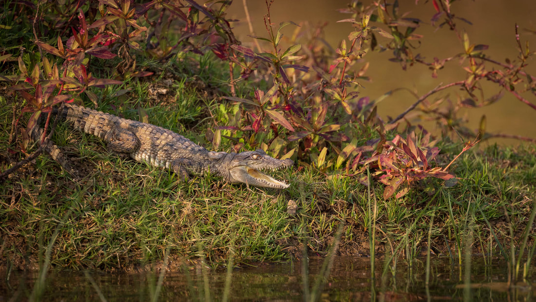 A young Mugger crocodile rests among low vegetation on the shore of Chambal River, in India