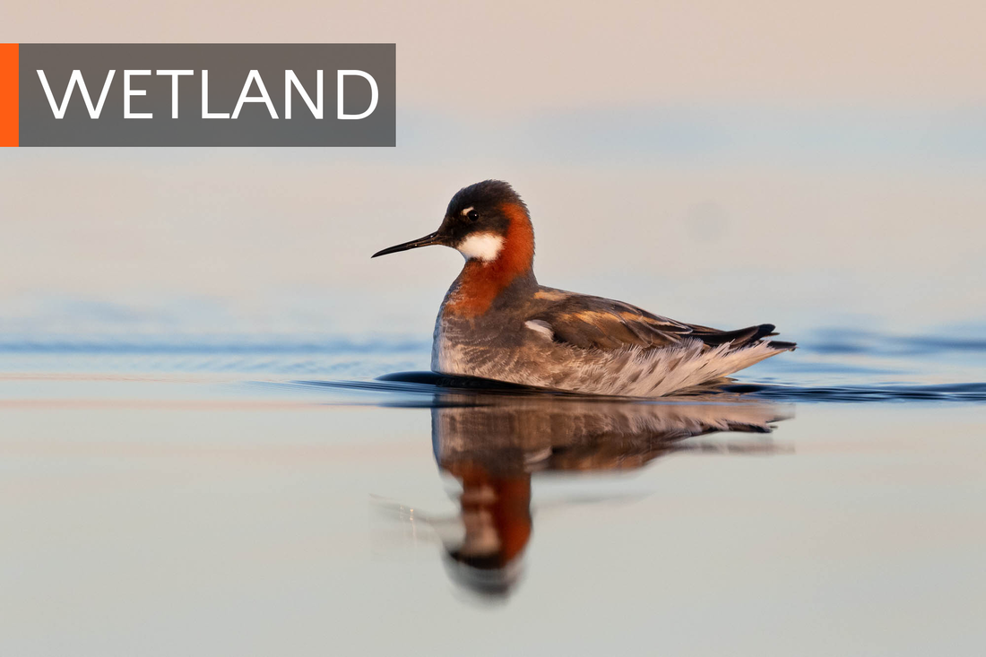 A Red-necked phalarope swimming on a pond in Finnish Lapland, and link to the Wetland portfolio