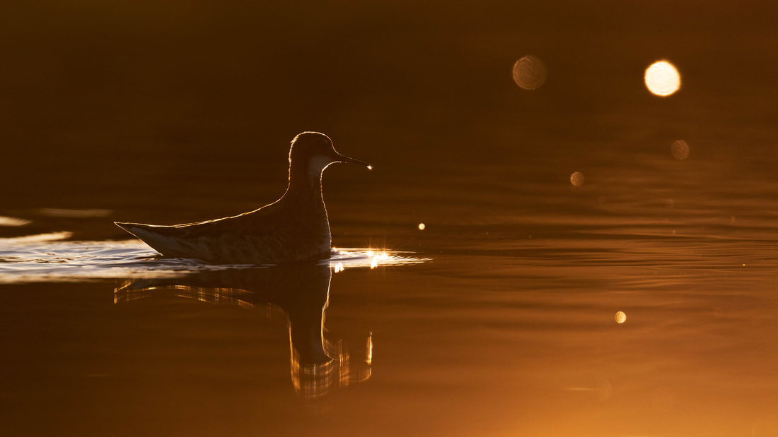 A Red-necked phalarope swims in backlight on a tundra pond in Finnish Lapland