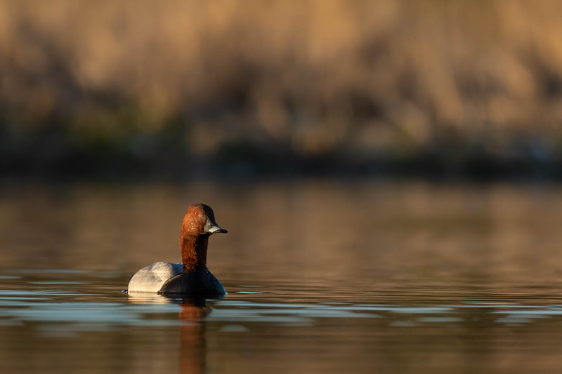 The Common Pochard is a declining bird, classified as endangered in Finland.