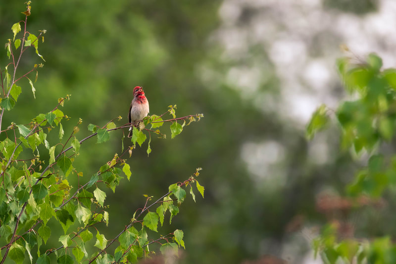 Male Common Rosefinch singing its characteristic "pleased to meet you" tune.