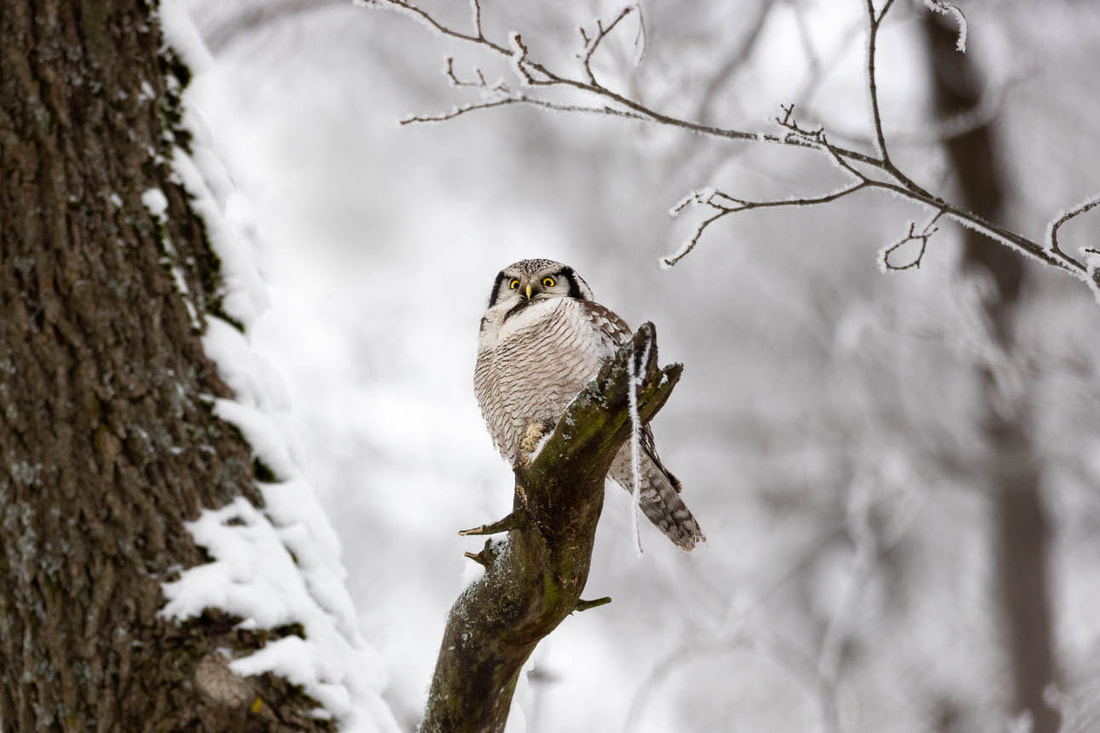 Northern Hawk-owl captured in Helsinki city center during a cold winter