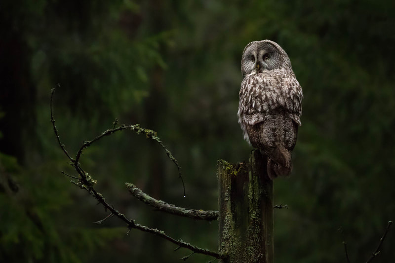 Great Grey Owls are sometimes seen in Helsinki during winter