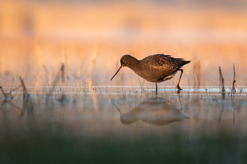 The Spotted Redshank is one of the most spectacular waders to stop in Helsinki during migration