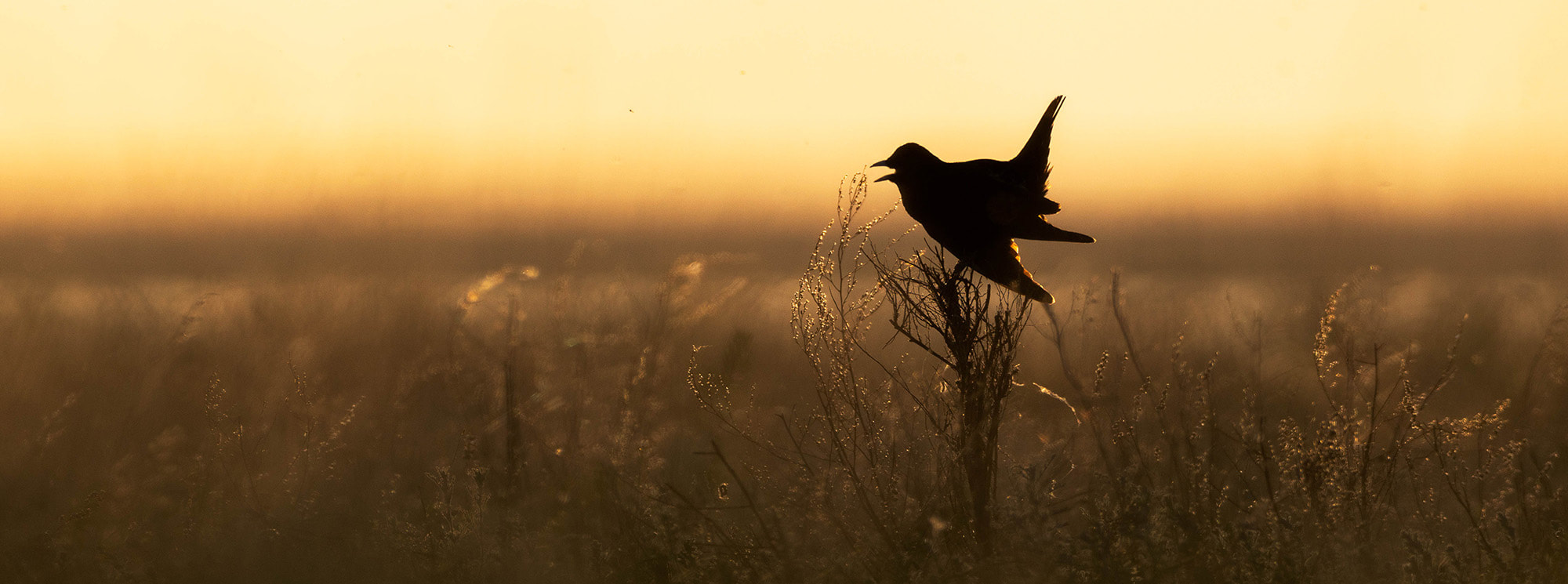 Backlit image of a singing Black lark in the Kazakh steppe