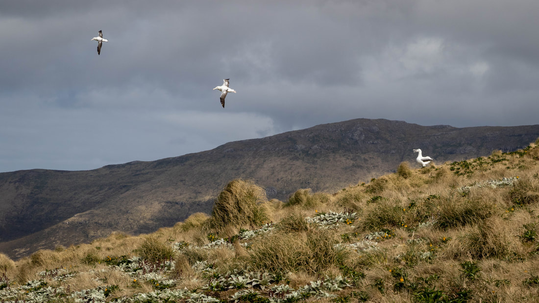 Three Southern royal albatross are aligned, one on the ground and two in flight, on Campbell Island, New Zealand