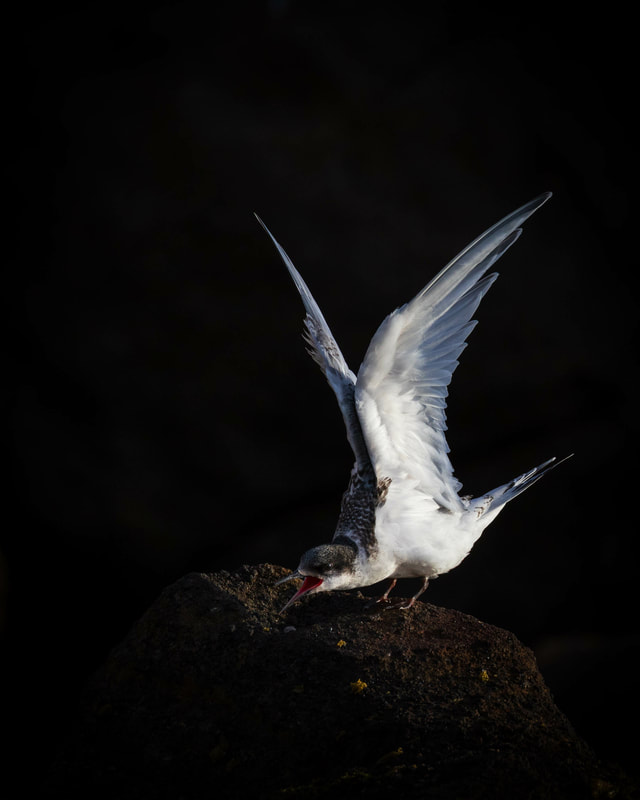 A young White-fronted tern stretches its wings in Otago, New Zealand