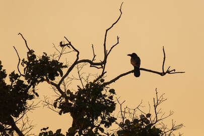 Silhouette of a crow