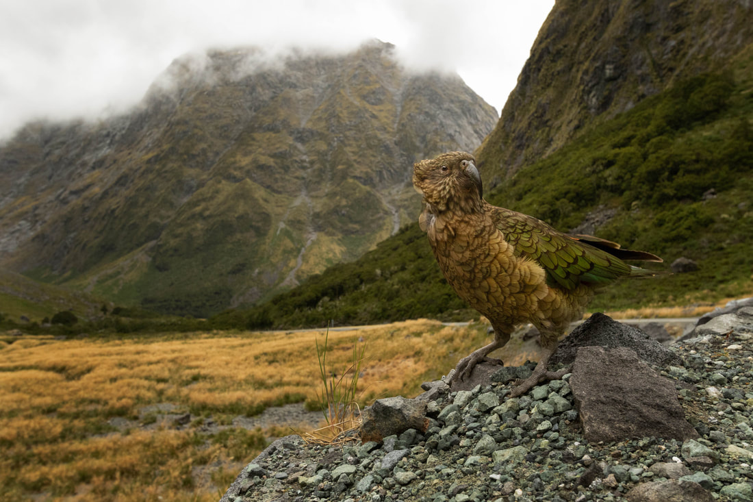 Kea (Nestor notabilis), Fiordland, New Zealand