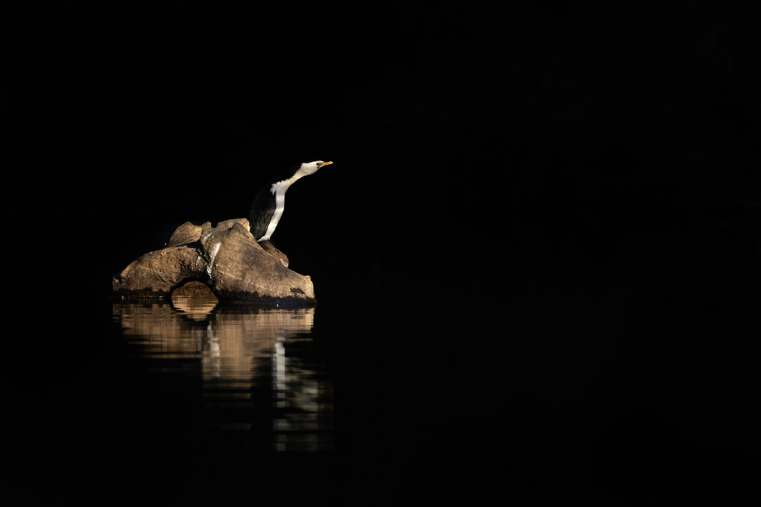 A cormorant photographed in light as the rest of the frame was in shade