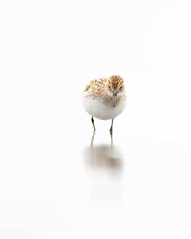 High-key head-on image of a Little stint taken from a floating hide