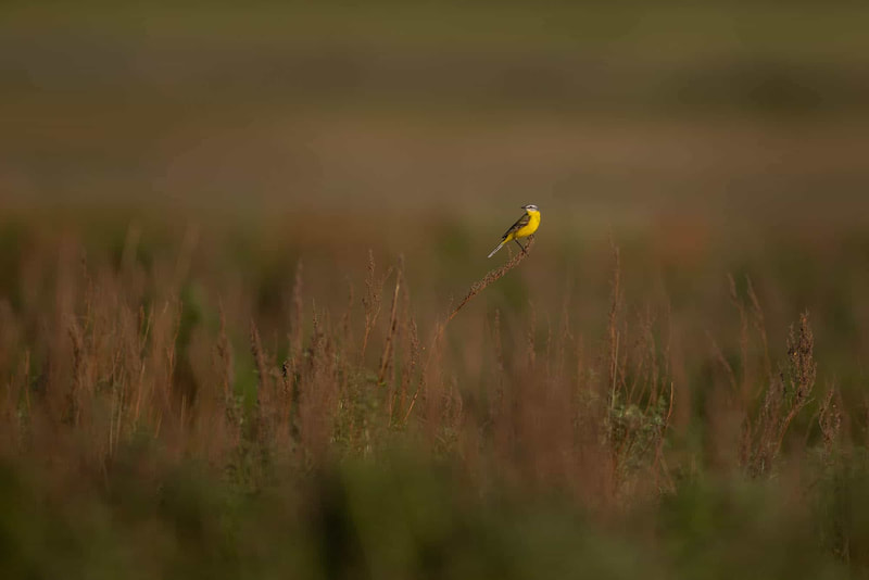 A Western yellow wagtail perched in the steppe, small in the frame.