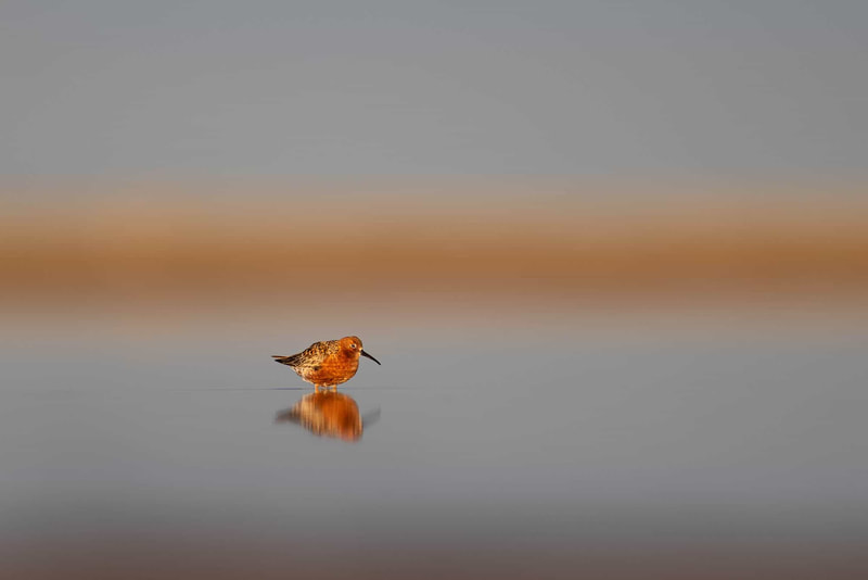 A Curlew sandpiper wading in shallow water, lit by golden sunrise light.