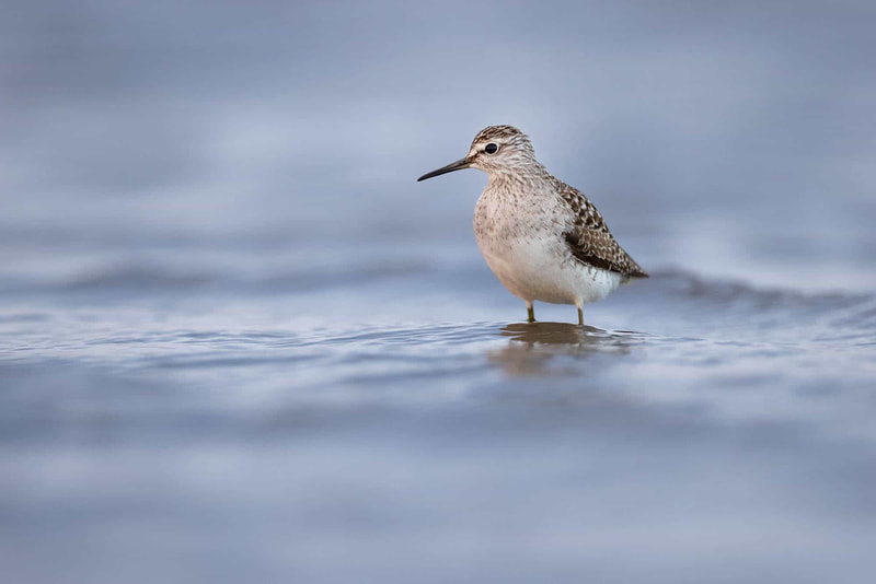 A Wood sandpiper standing in the water, photographed from a floating hide.