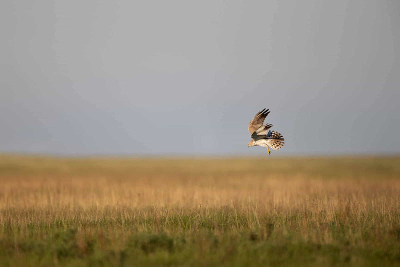 A hunting Pallid harrier in the Kazakh steppe.