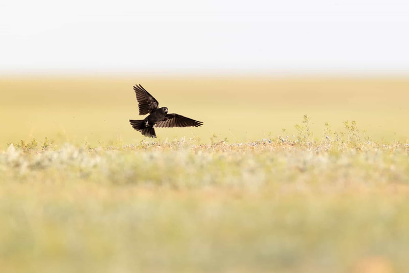 A Black lark landing in the steppe, in Kazakhstan.