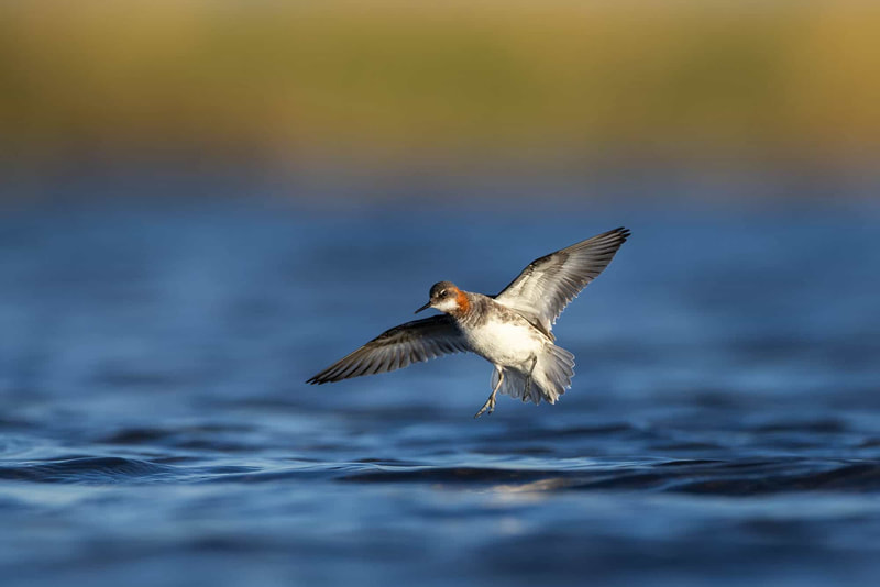 A Red-necked phalarope is about to land on the water, photographed from a floating hide.