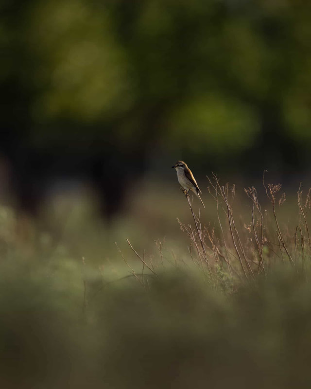 A Backlit Red-nacked shrike, perched, on a migration halt in Kazakhstan.
