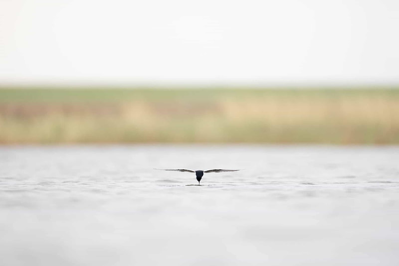 A White-winged tern photographed head-on as it catches insect from the water surface, on the wing.
