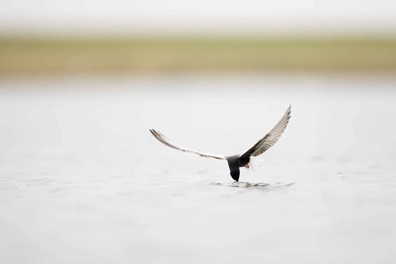 A White-winged tern catches insect from the water surface.