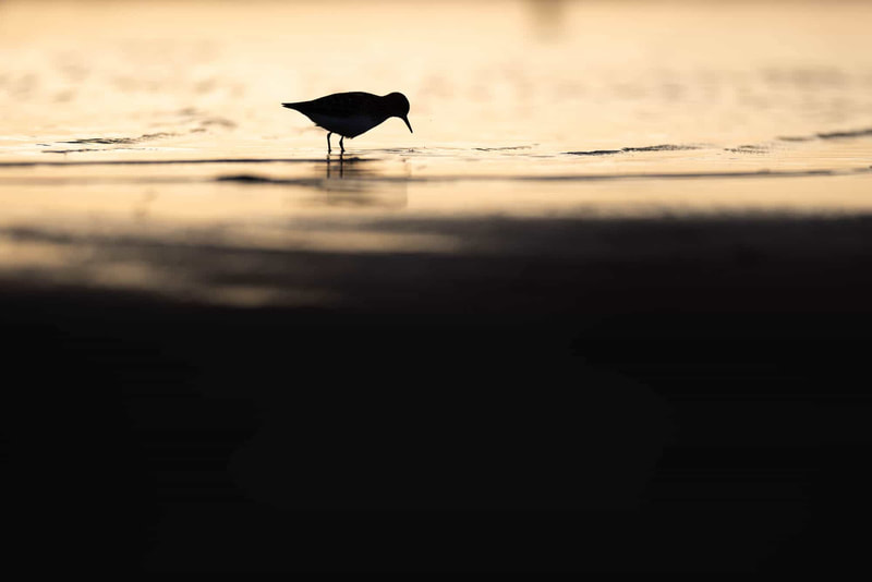 Silhouette image of a Little stint as it foraged on the shore.
