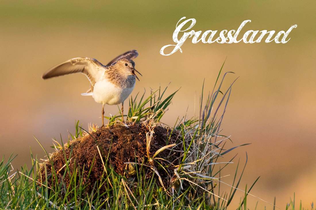Link to the Grassland page