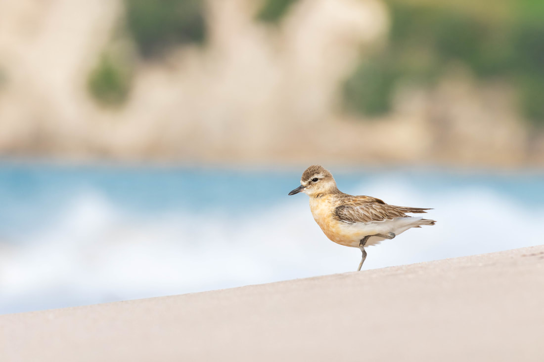 A New Zealand plover resting on a sandy beach in Coromandel, New Zealand