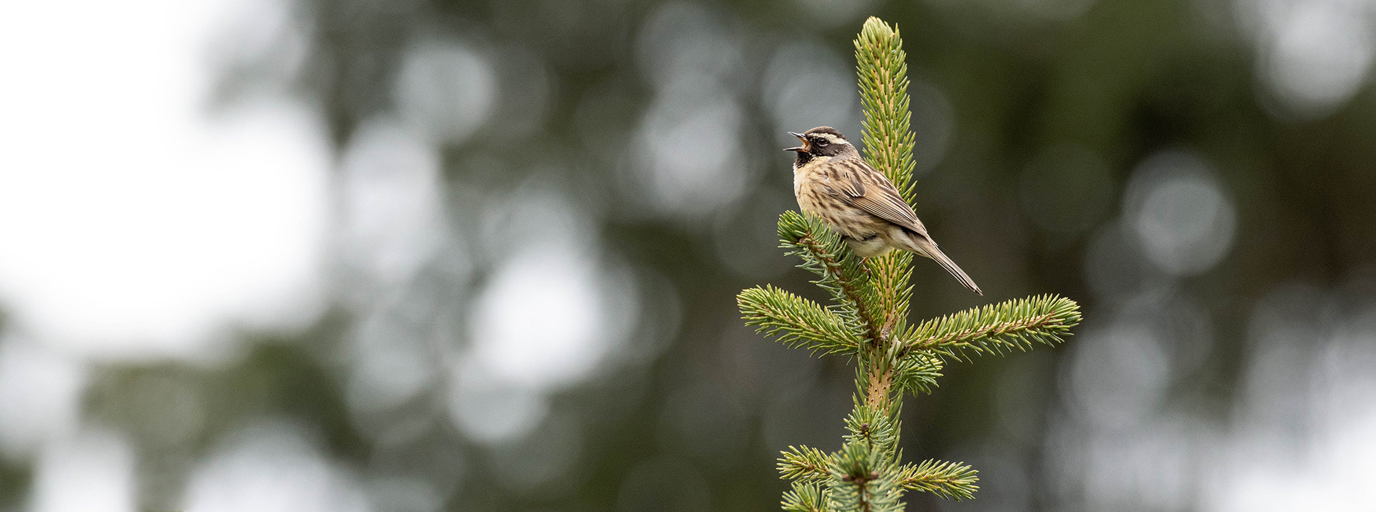A Black-throated accentor singing from the top of a spruce, in the mountains of eastern Kyrgyzstan.