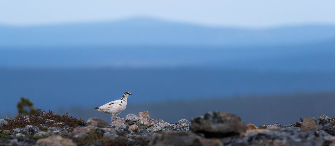 Environmental portrait of a Rock ptarmigan in Finland, and a link to the article about DxO PureRaw and Lightroom