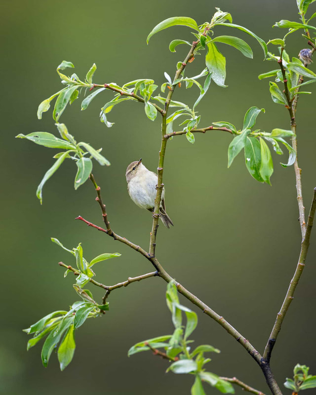 A Hume's leaf warbler takes a small break while foraging in a tree, in Kyrgyzstan