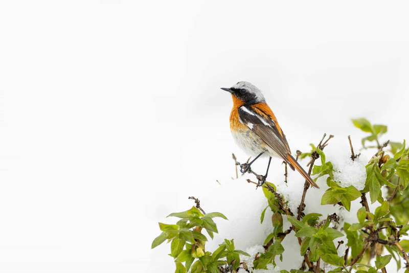 An Eversmann's redstart foraging on exposed trees, after a heavy snowfall.