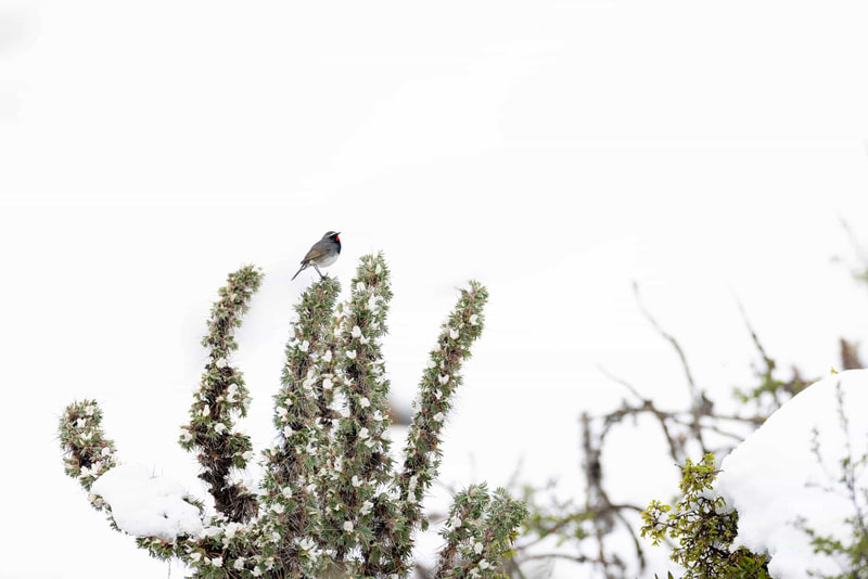 A Himalayan rubythroat perched on thorny vegetation, surrounded by snow.
