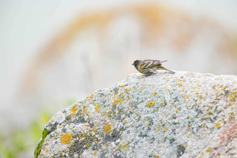 A Red-fronted serin ready to take off from a lichen-covered snow, in foggy conditions.