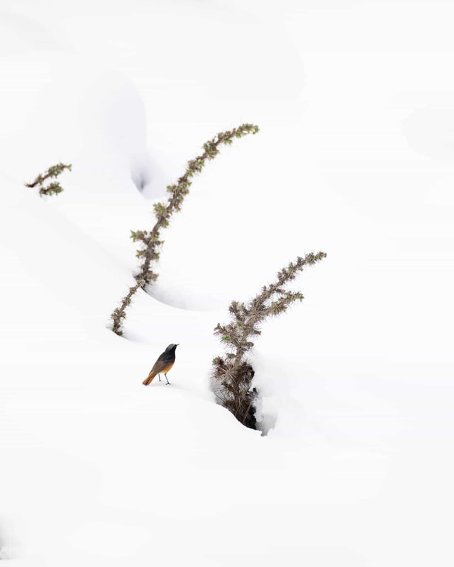 A Black redstart on snow, among thorny high-altitude vegetation.