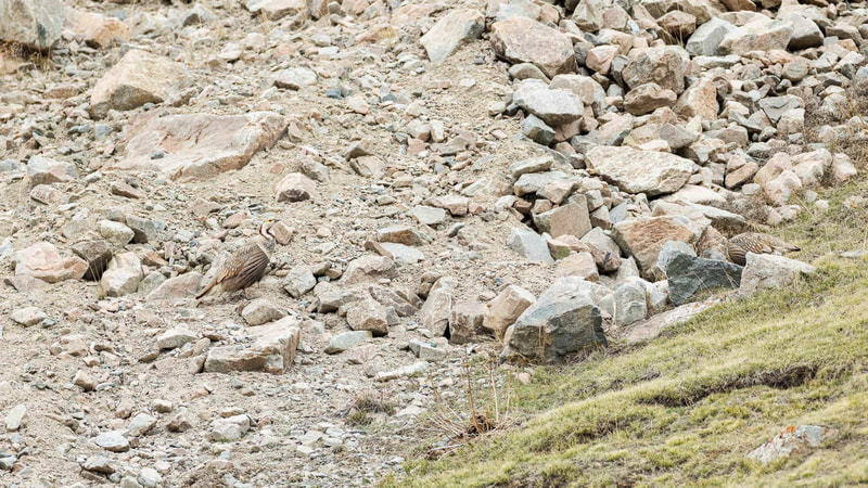 Two well-camouflaged Himalayan snowcock slowly walk along a scree, high in the mountains of Kyrgyzstan.