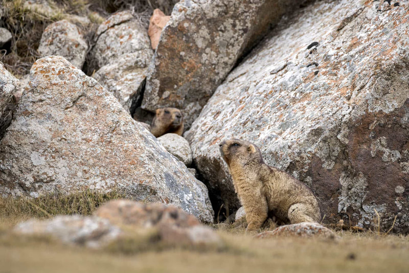 Two Bobak Marmots survey their surroundings among large boulders.