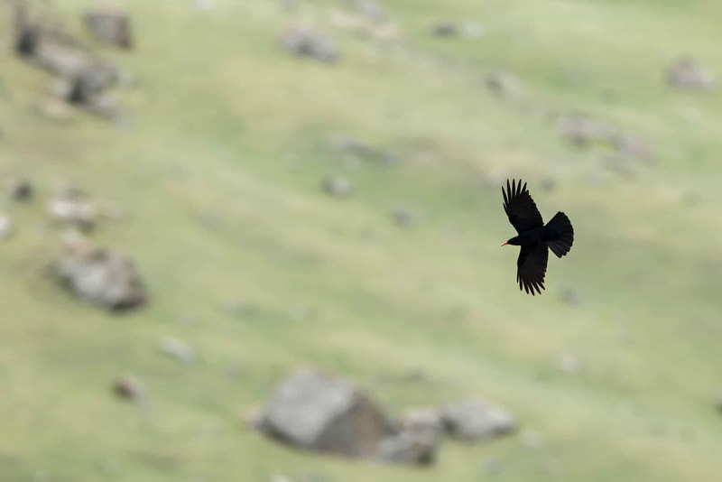 A Red-billed chough flying in a valley of estaern Kyrgyzstan.