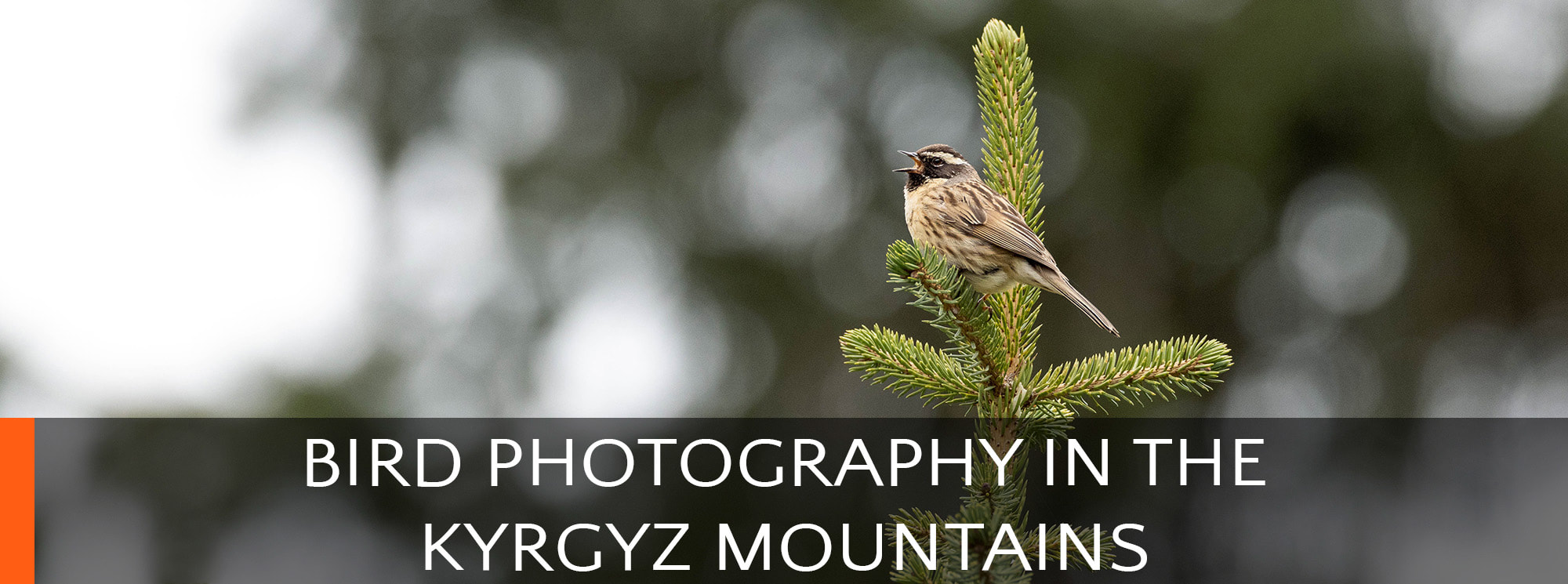 Singing Black-throated accentor at the top of a spruce, in Kyrgyzstan.