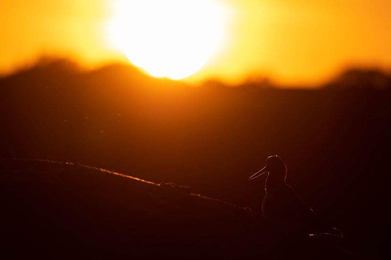 Rim lighting on a Eurasian oystercatcher, with the sun setting behind Helsinki in the background.