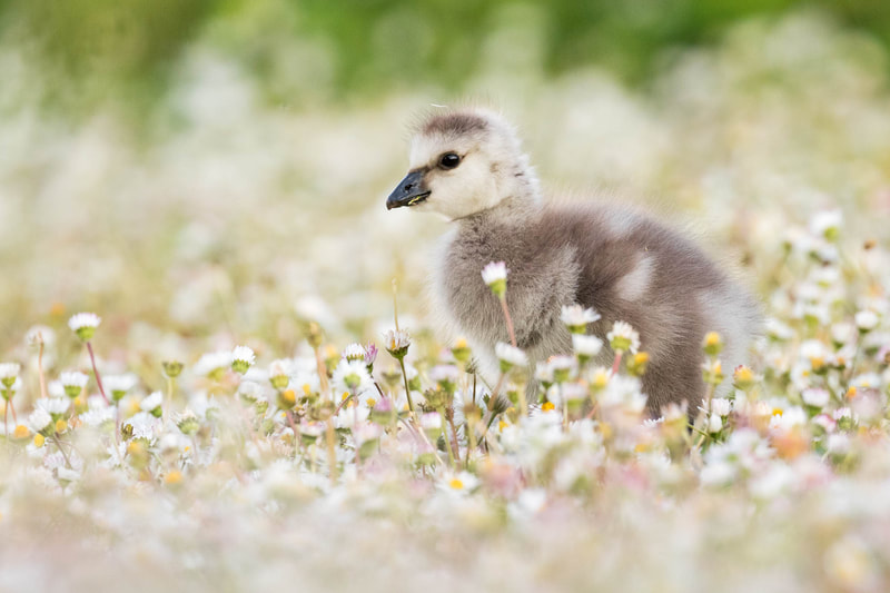A very fluffy baby Barnacle goose walking among flowers