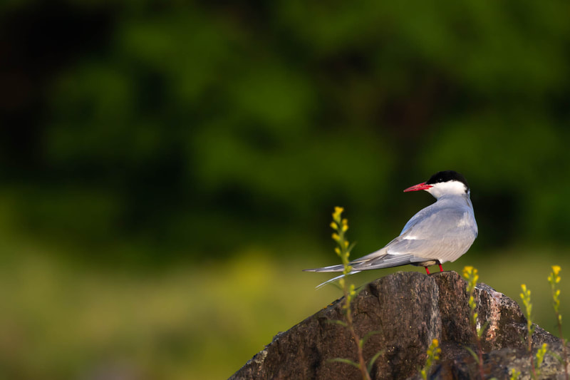 Arctic tern sitting on its nesting grounds. in Suomenlinna.