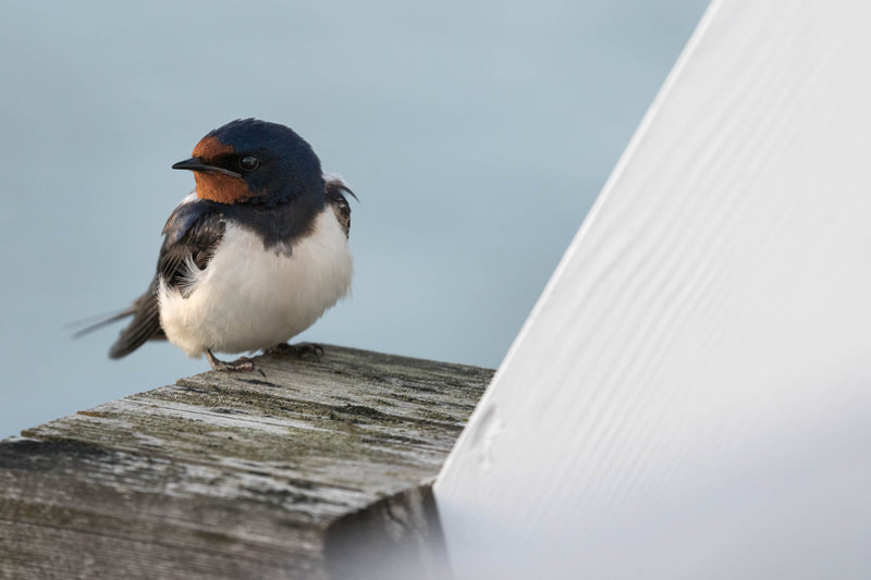 Barn swallow perched near its nest in Suomenlinna.