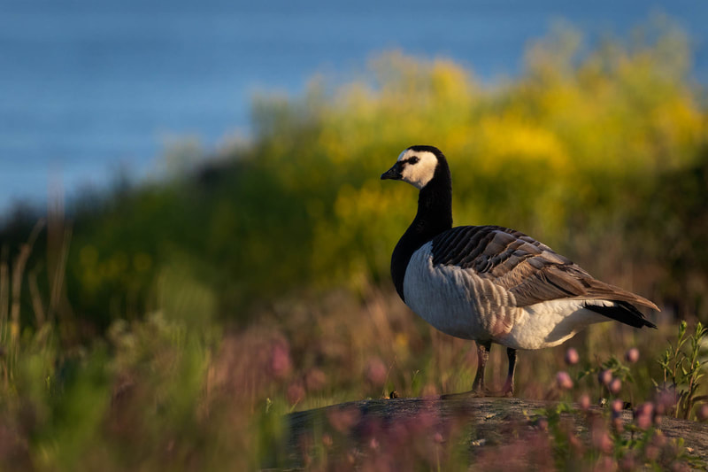 Environmental portrait of a Barnacle goose among grass and flowers, in sunset light.