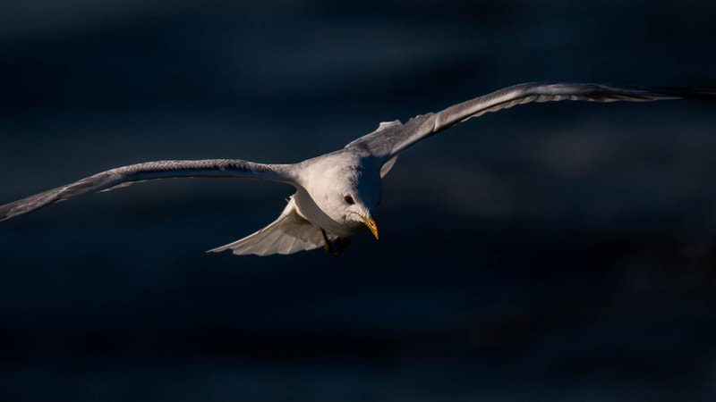 A Common gull flying behind the ferry, in dramatic side light.