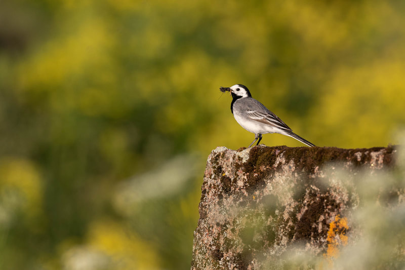 A White wagtail pauses on a concrete wall before bringing insects to its nest.