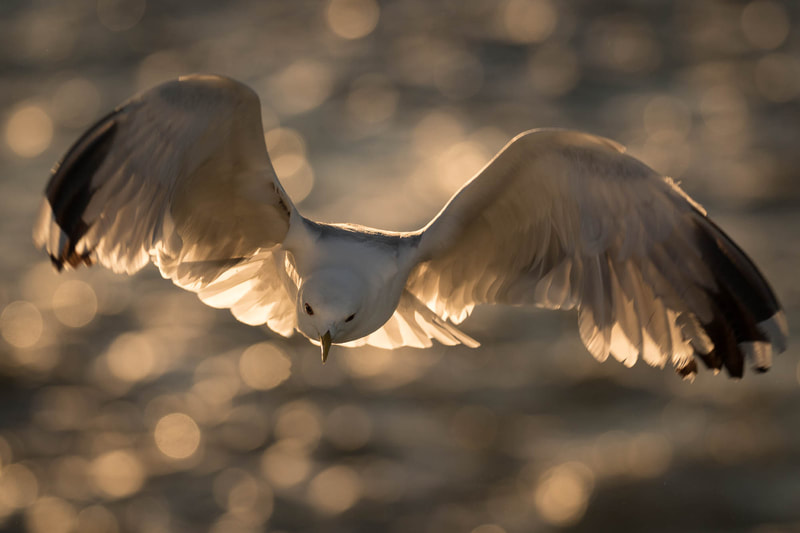 Backlit image of Common gull as it flew above the water of Helsinki harbour